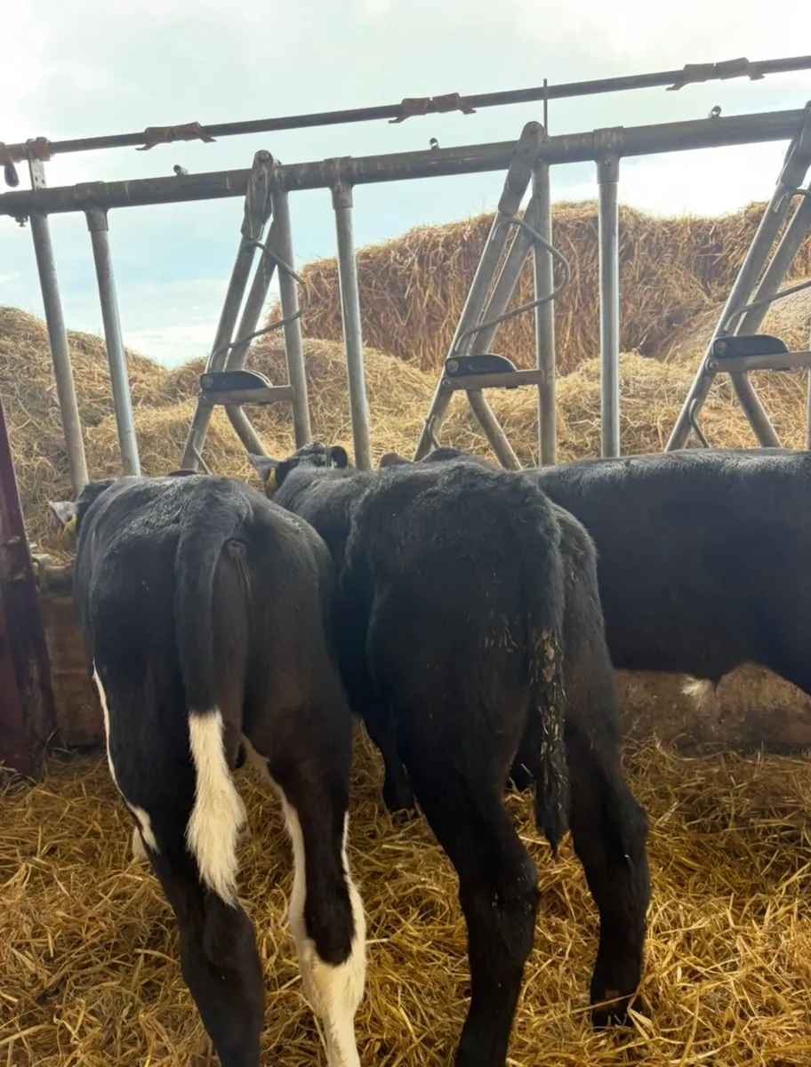 25 super 2 month old bulls calves 🔥 - Image 4