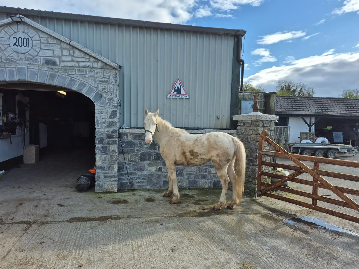 Cremello filly 14 2 - Image 1