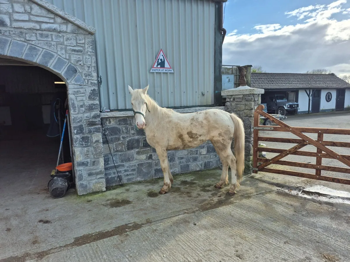 Cremello filly 14 2 - Image 2