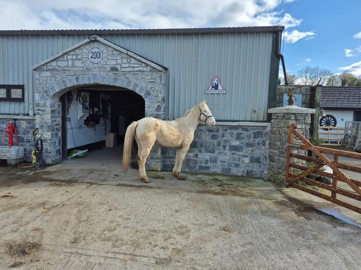 Cremello filly 14 2 - Image 3