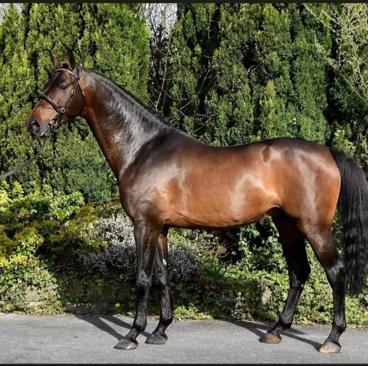 Chelis HC Z - Image 1