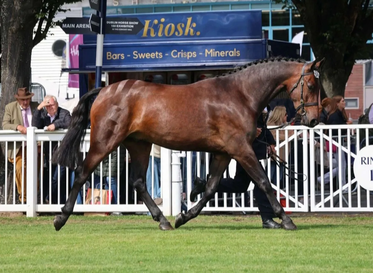 Chelis HC Z - Image 3