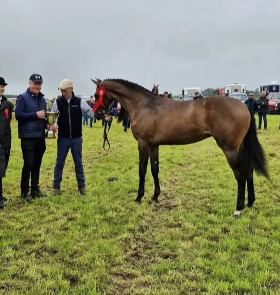 Chelis HC Z - Image 4