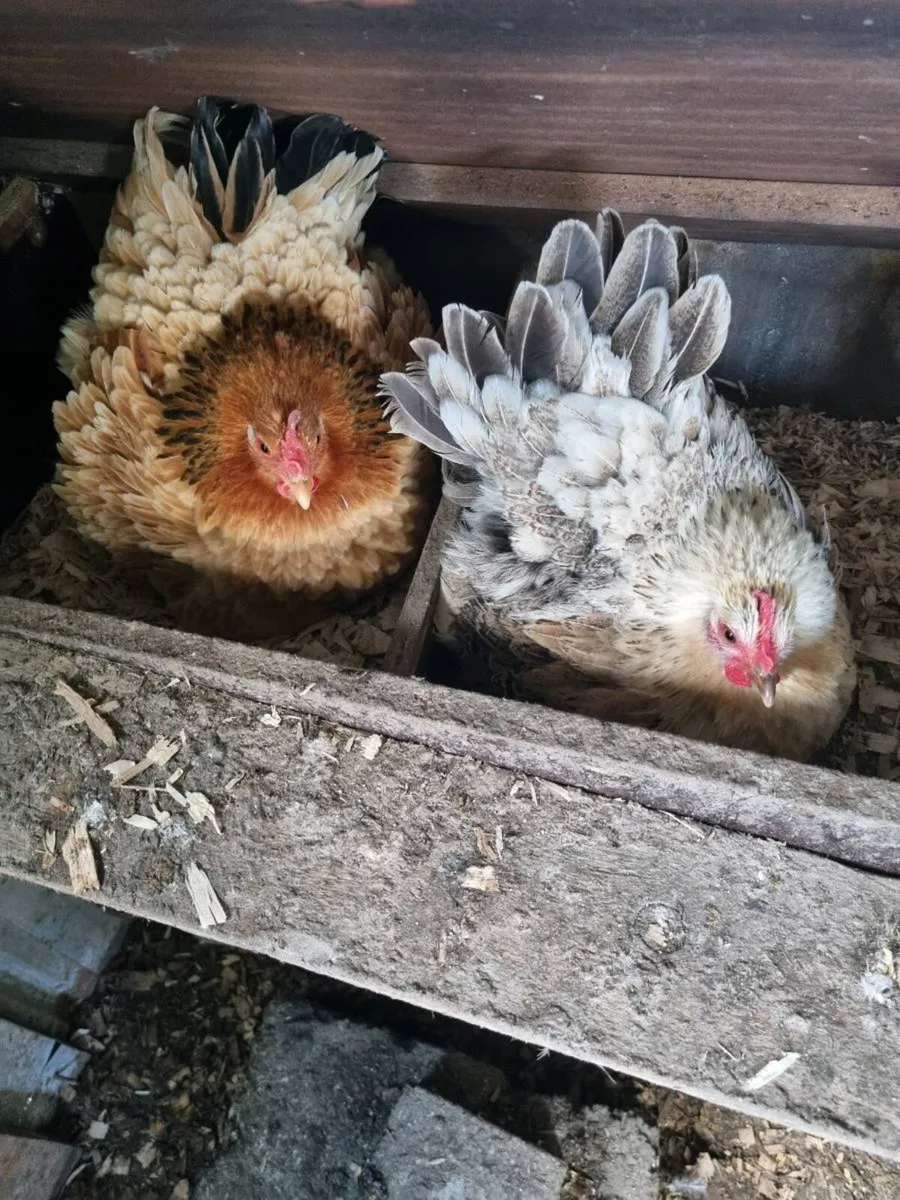 Hatching Hens - Image 1