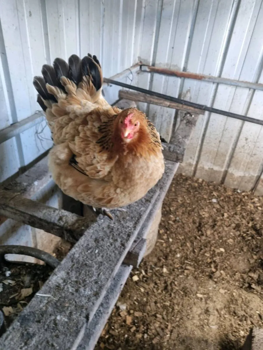 Hatching Hens - Image 2