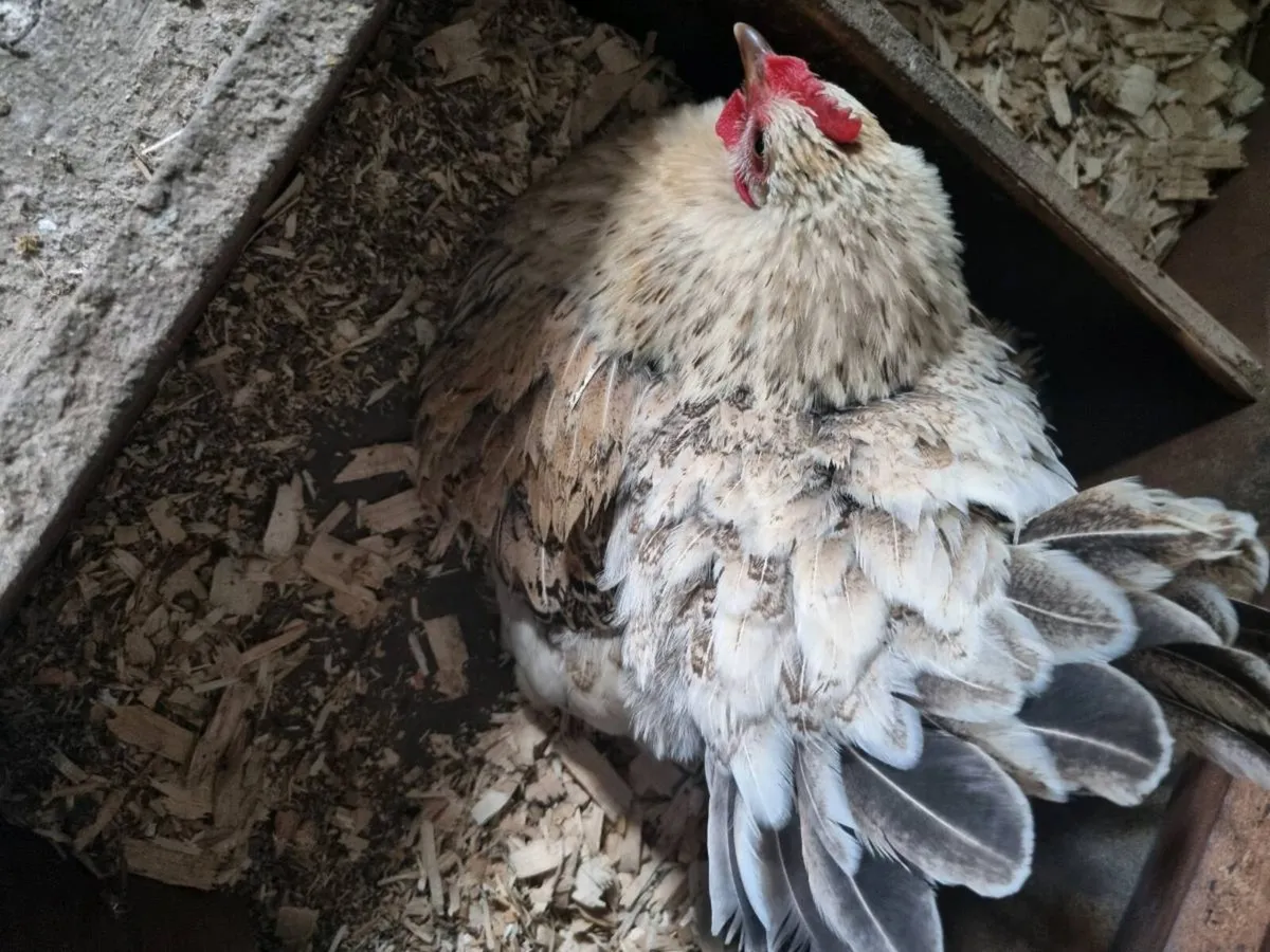 Hatching Hens - Image 3