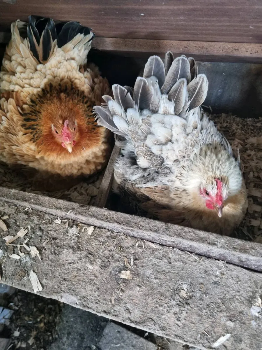 Hatching Hens - Image 4