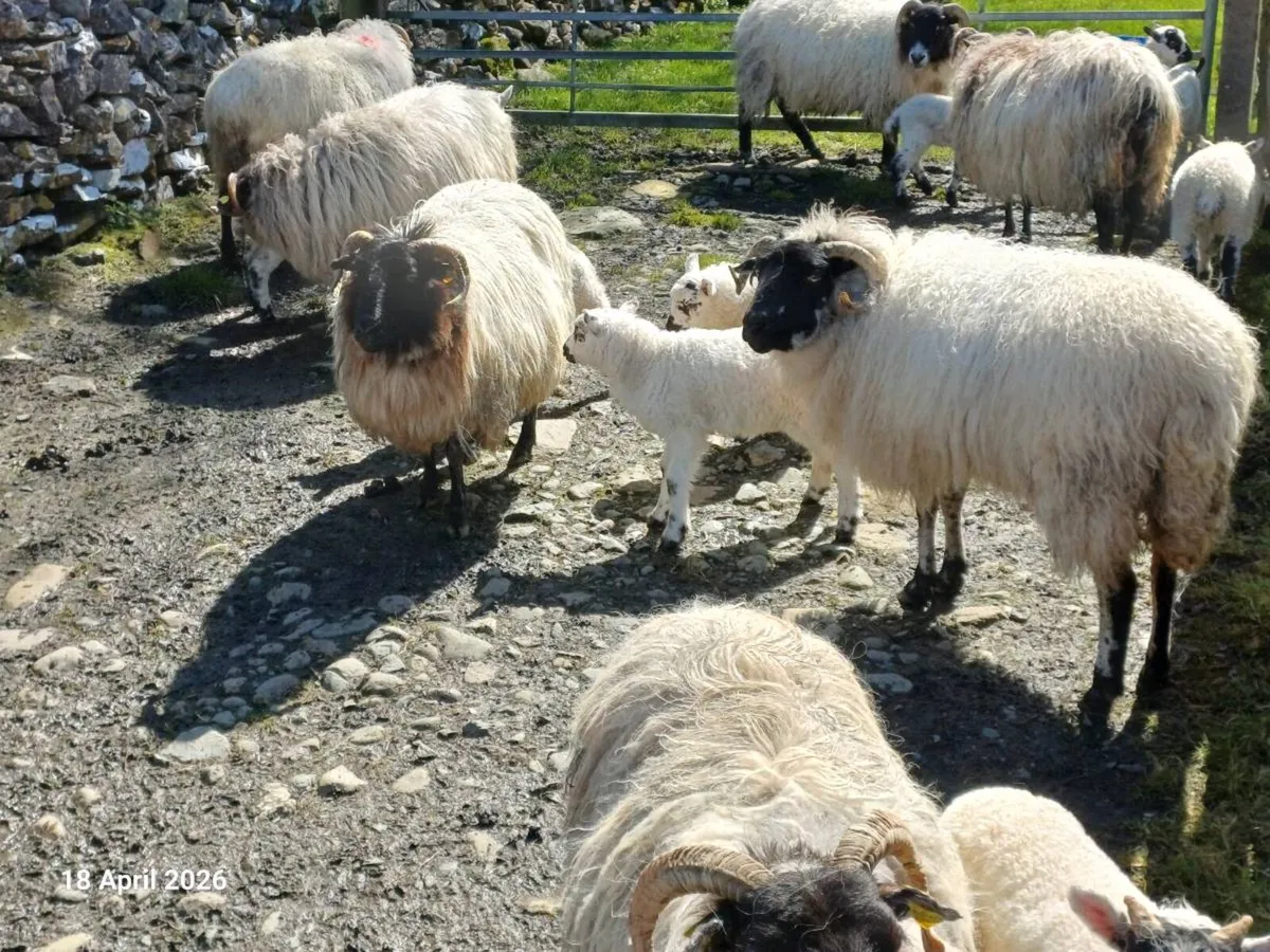 Blackfaced ewes with lambs at foot - Image 2