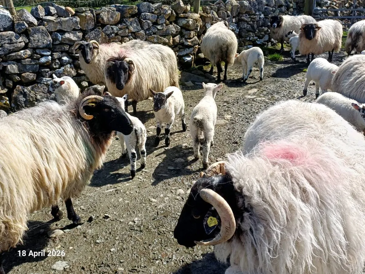 Blackfaced ewes with lambs at foot - Image 3