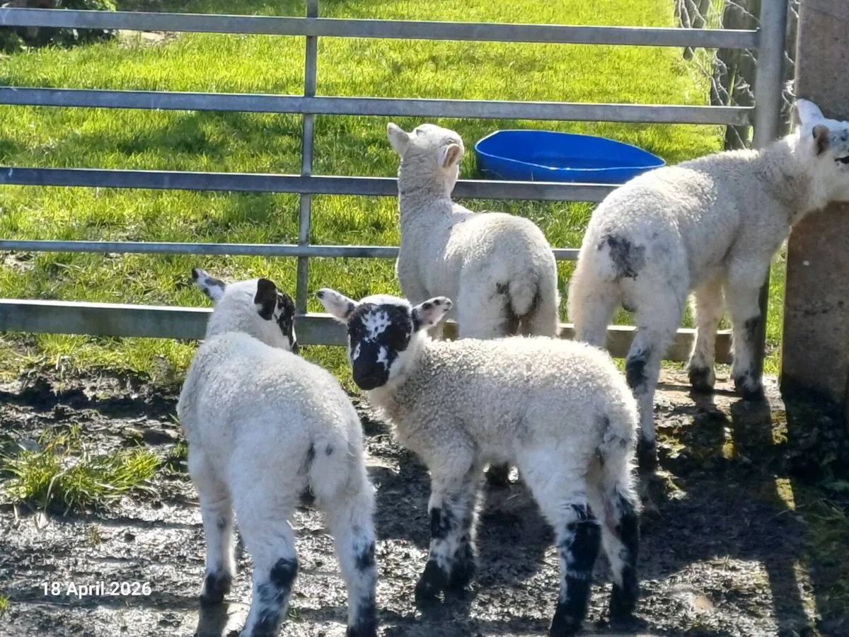 Blackfaced ewes with lambs at foot - Image 4