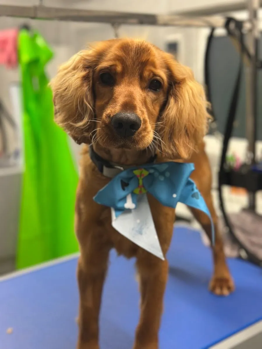 Golden Cocker Spaniel - Image 1