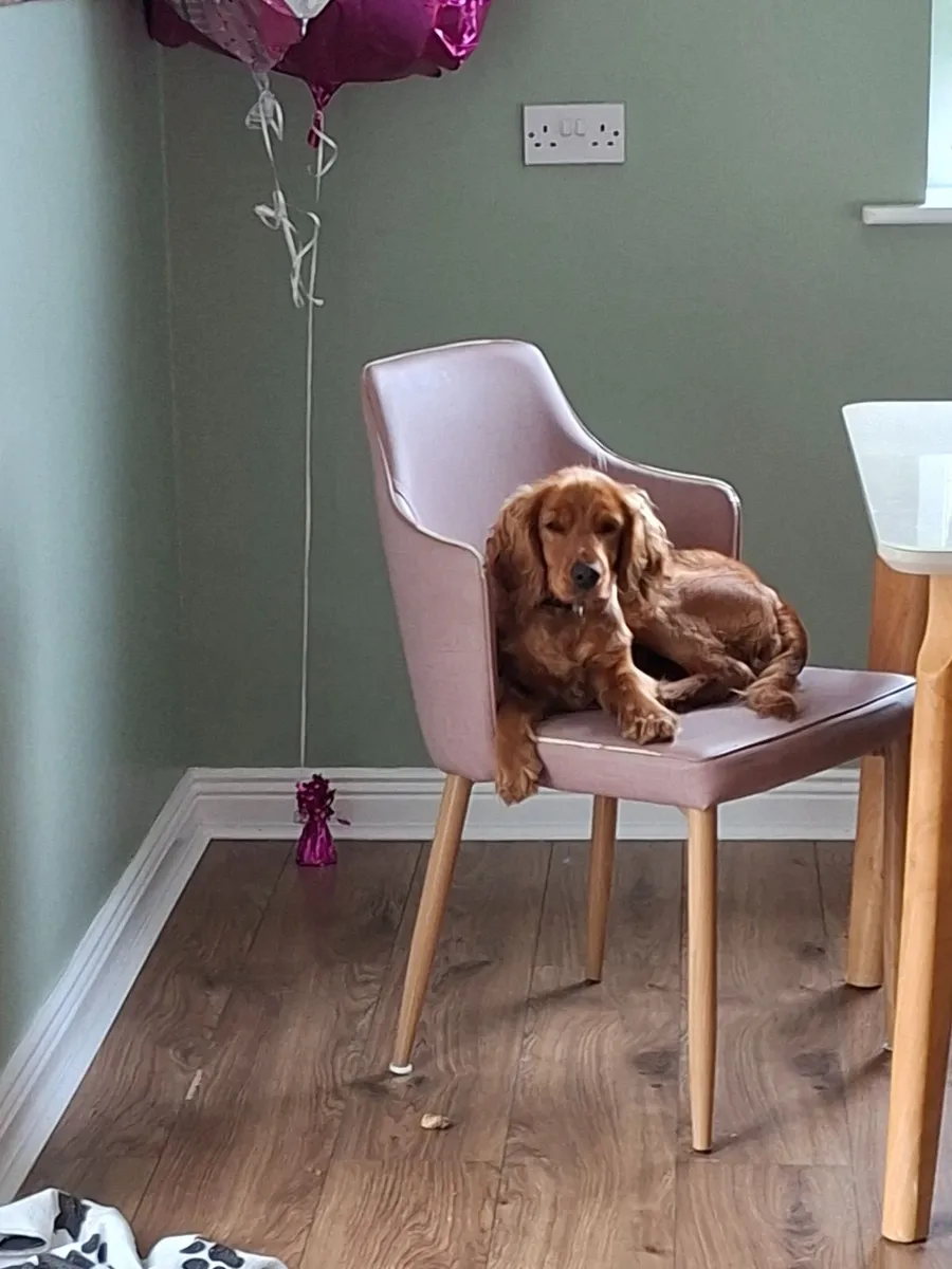 Golden Cocker Spaniel - Image 2