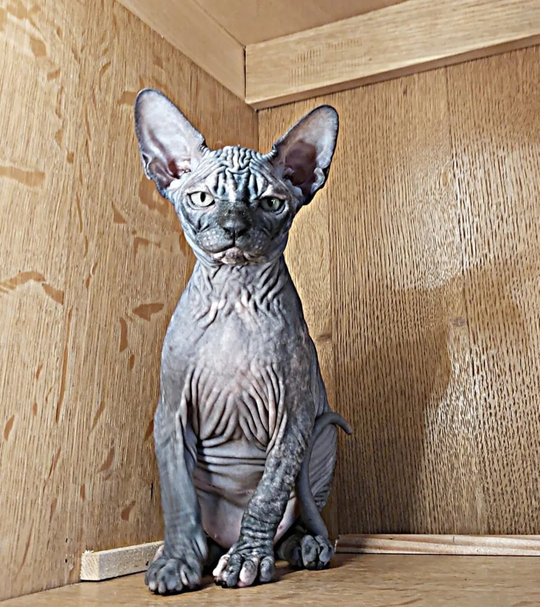 Pedigree Sphynx kittens (can deliver) - Image 1
