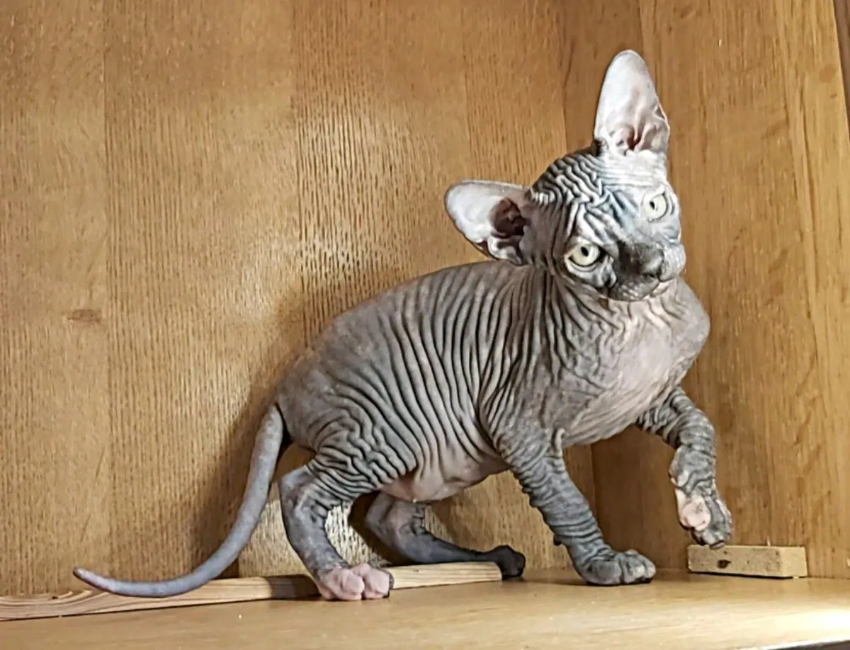 Pedigree Sphynx kittens (can deliver) - Image 4