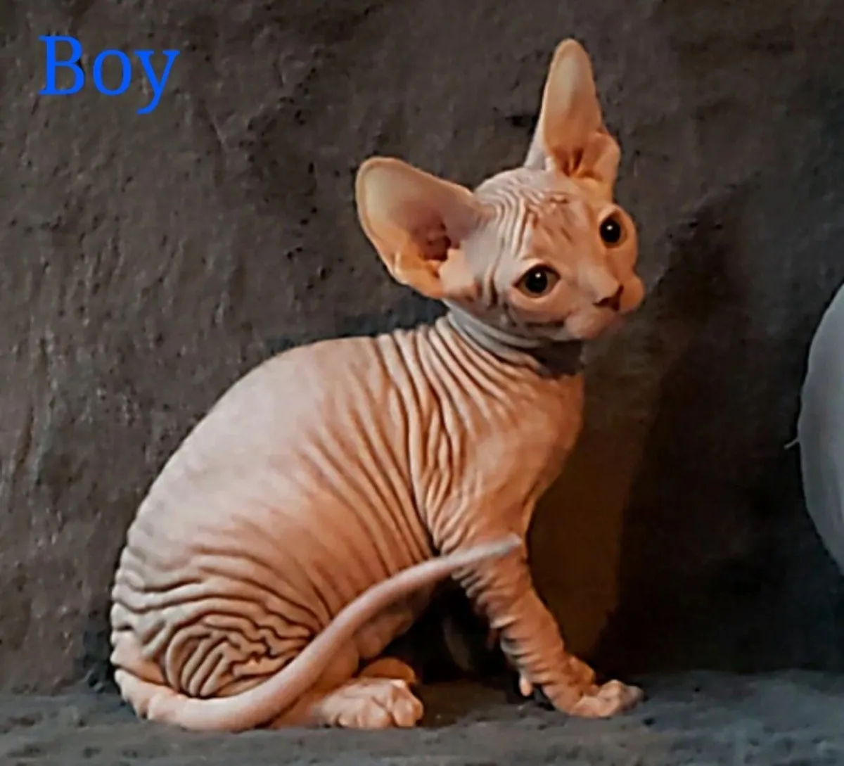 Sphynx Sphinx kittens( can deliver) - Image 4