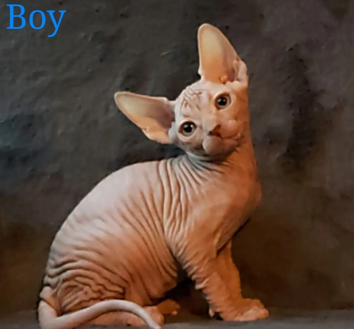 Sphynx Sphinx kittens( can deliver) - Image 1