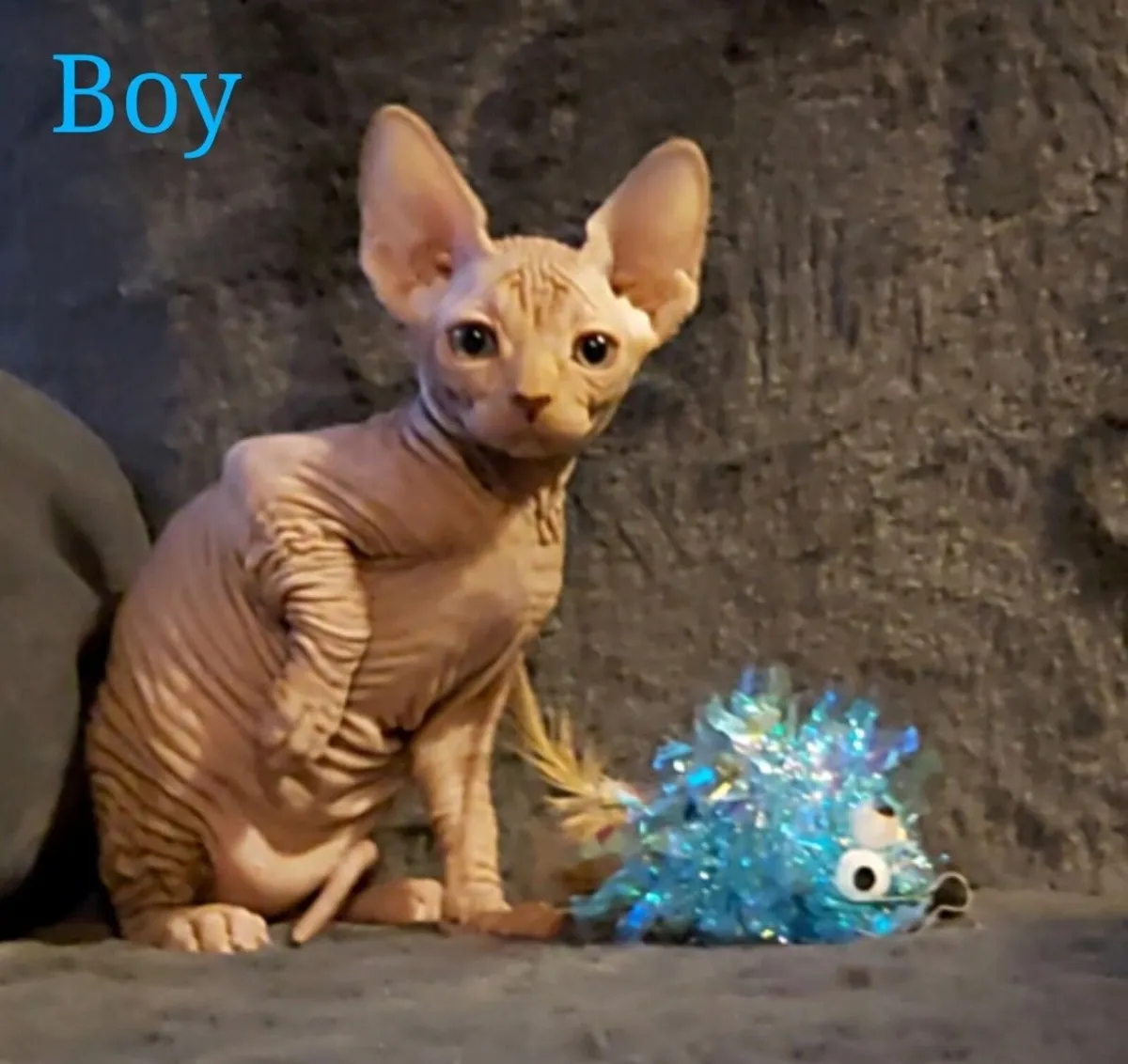 Sphynx Sphinx kittens( can deliver) - Image 3