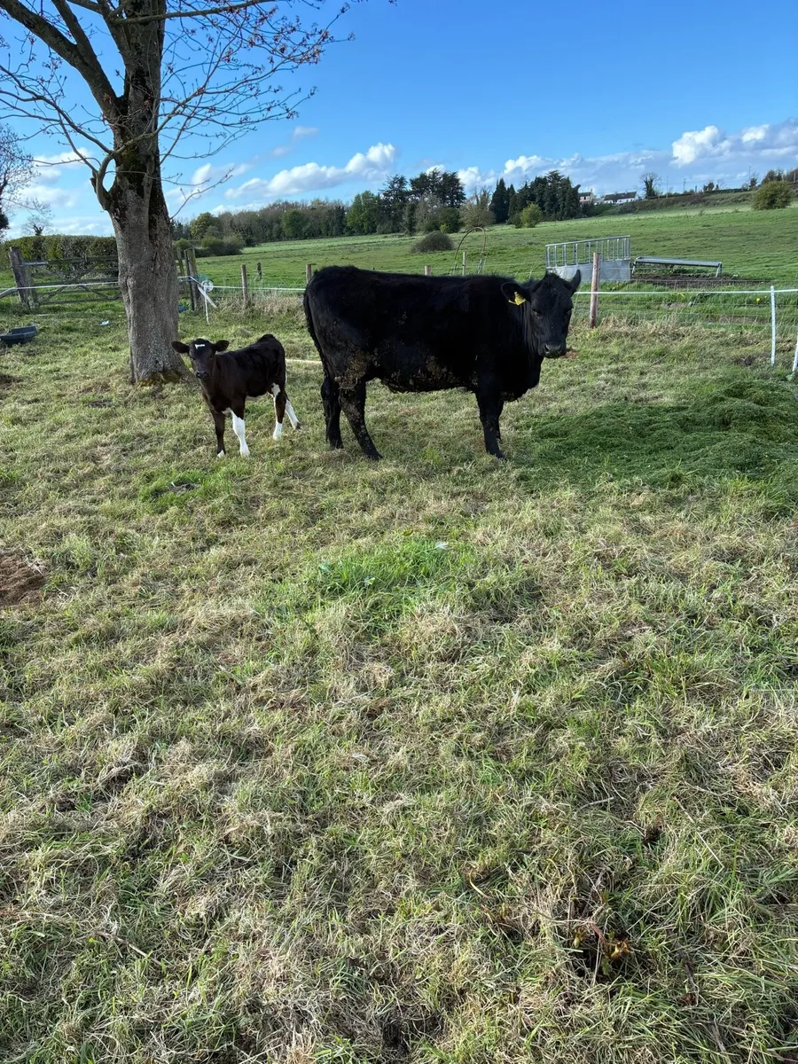 Angus heifer with limousine heifer calf - Image 2