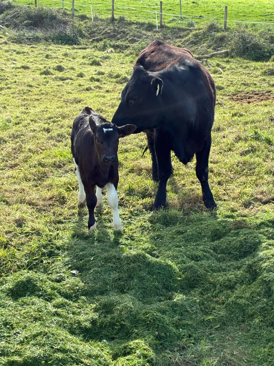 Angus heifer with limousine heifer calf - Image 3