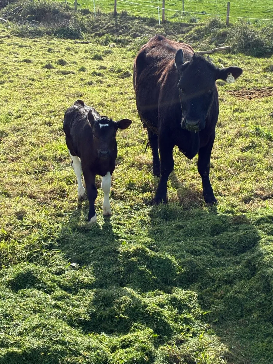 Angus heifer with limousine heifer calf - Image 1