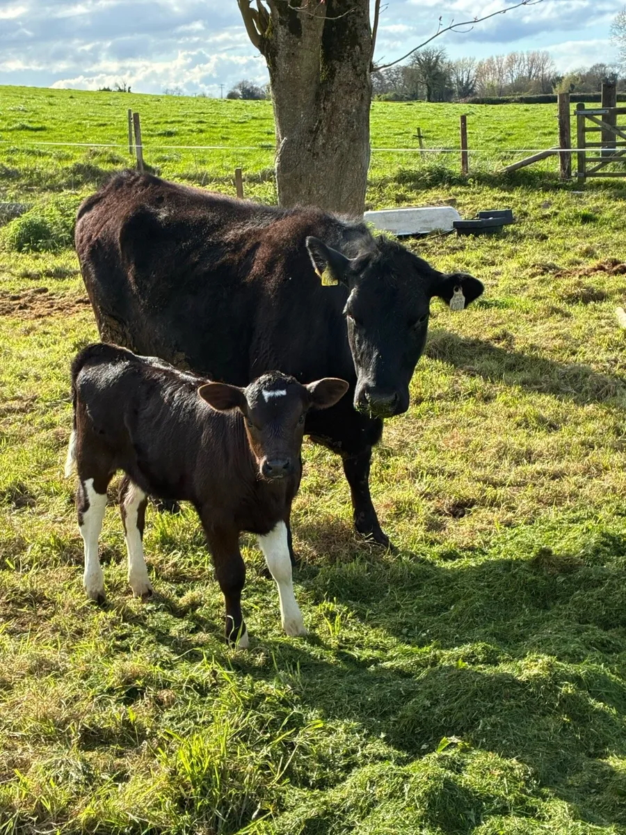Angus heifer with limousine heifer calf - Image 4