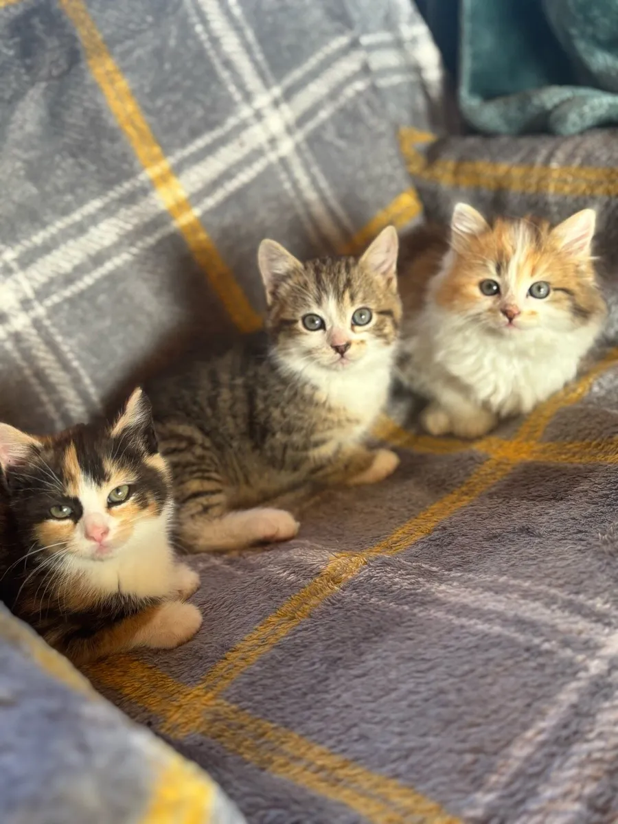 Kittens - Image 1