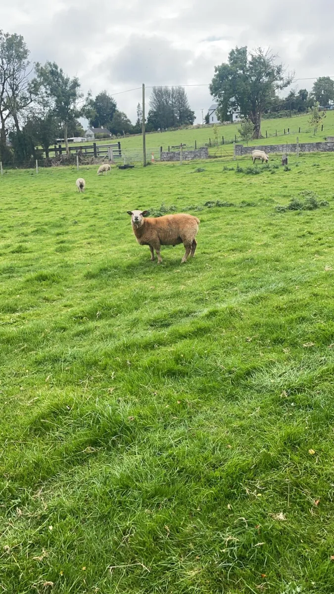 Pbr Charollais Ram - Image 1