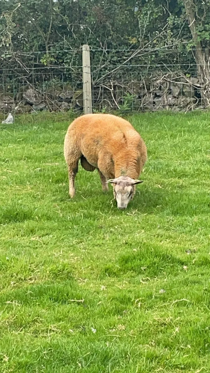 Pbr Charollais Ram - Image 2