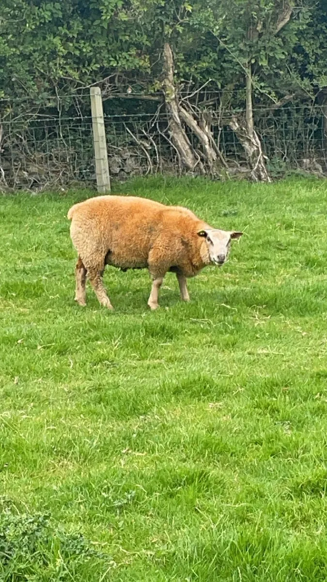 Pbr Charollais Ram - Image 3