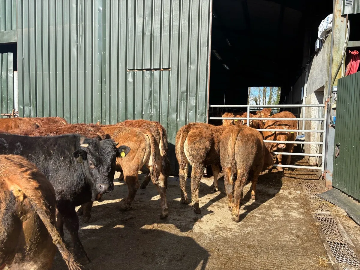 10 super limosin store bullocks - Image 1