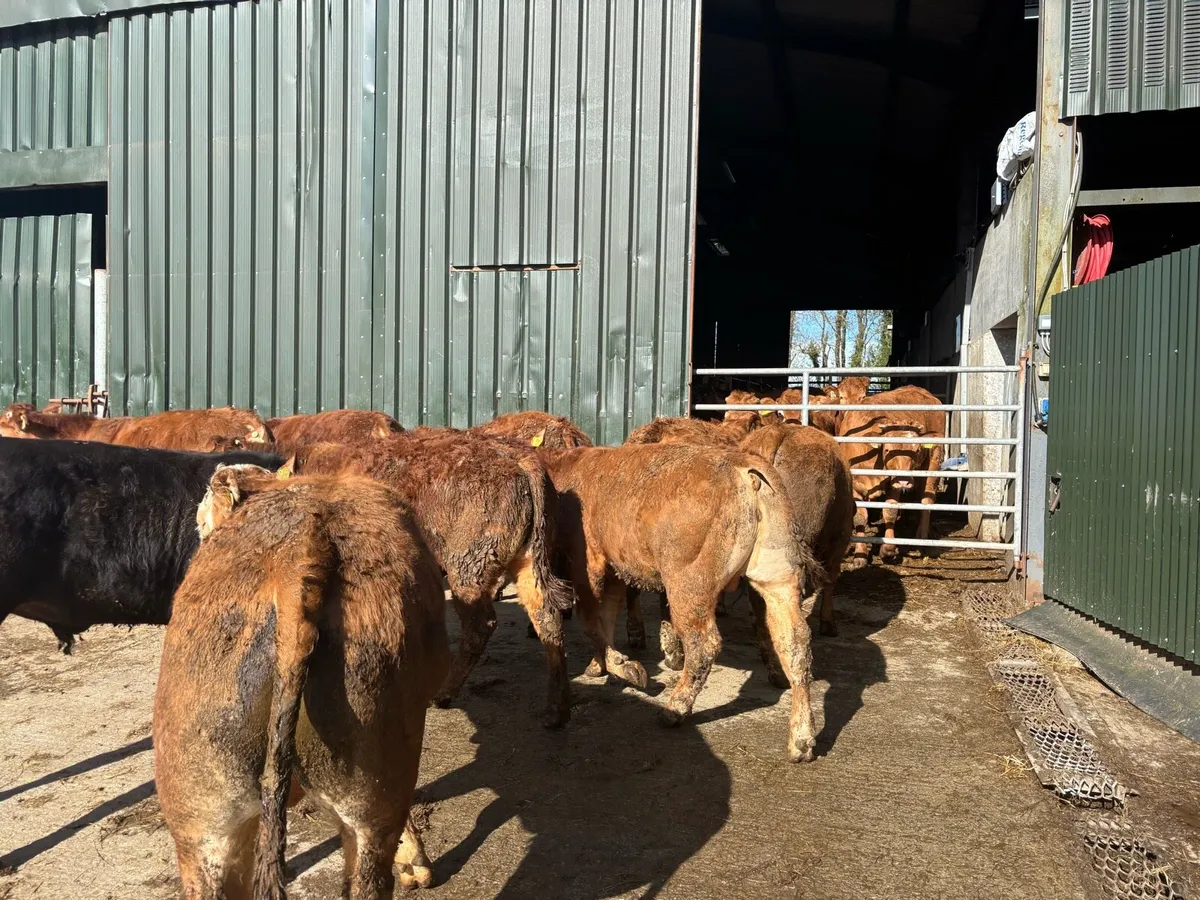 10 super limosin store bullocks - Image 2