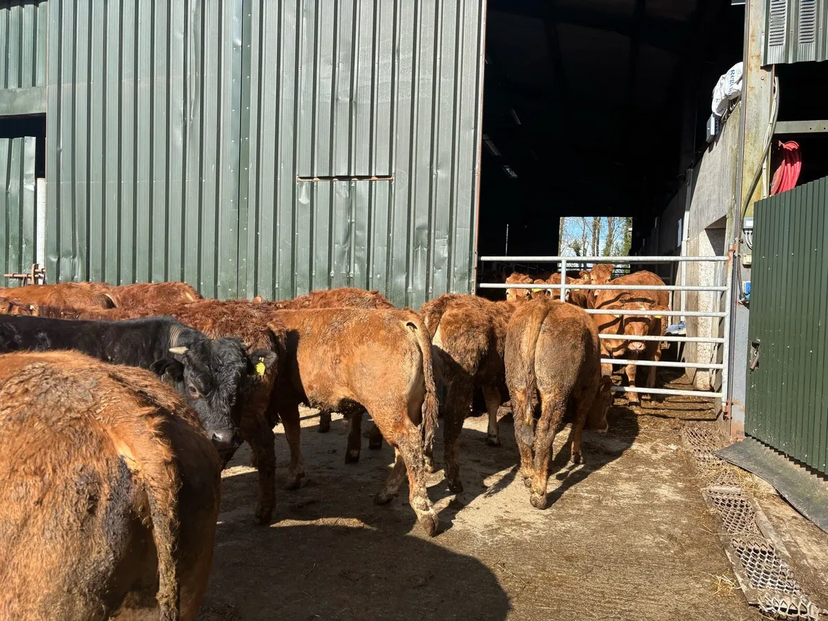 10 super limosin store bullocks - Image 3