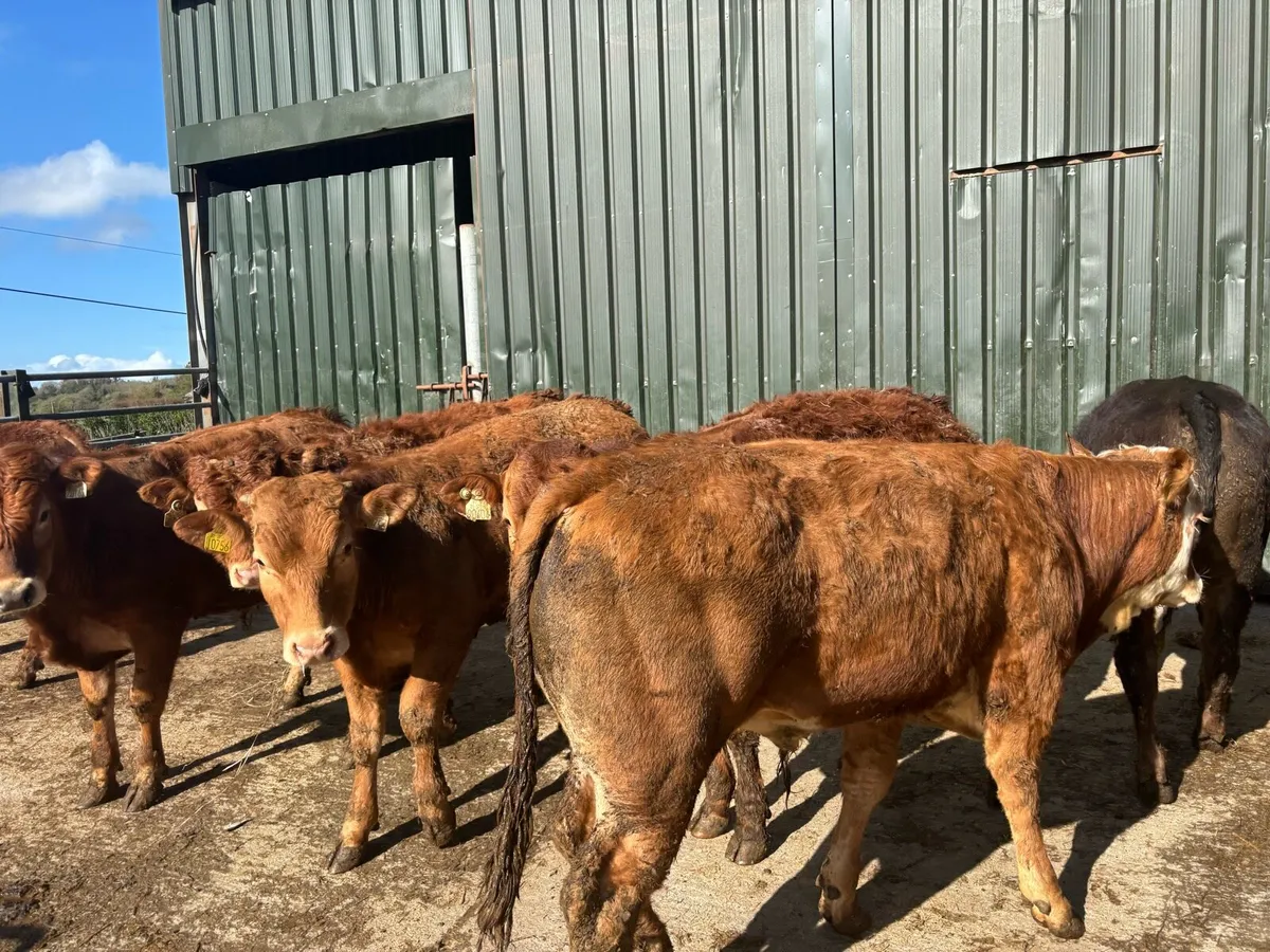 10 super limosin store bullocks - Image 4