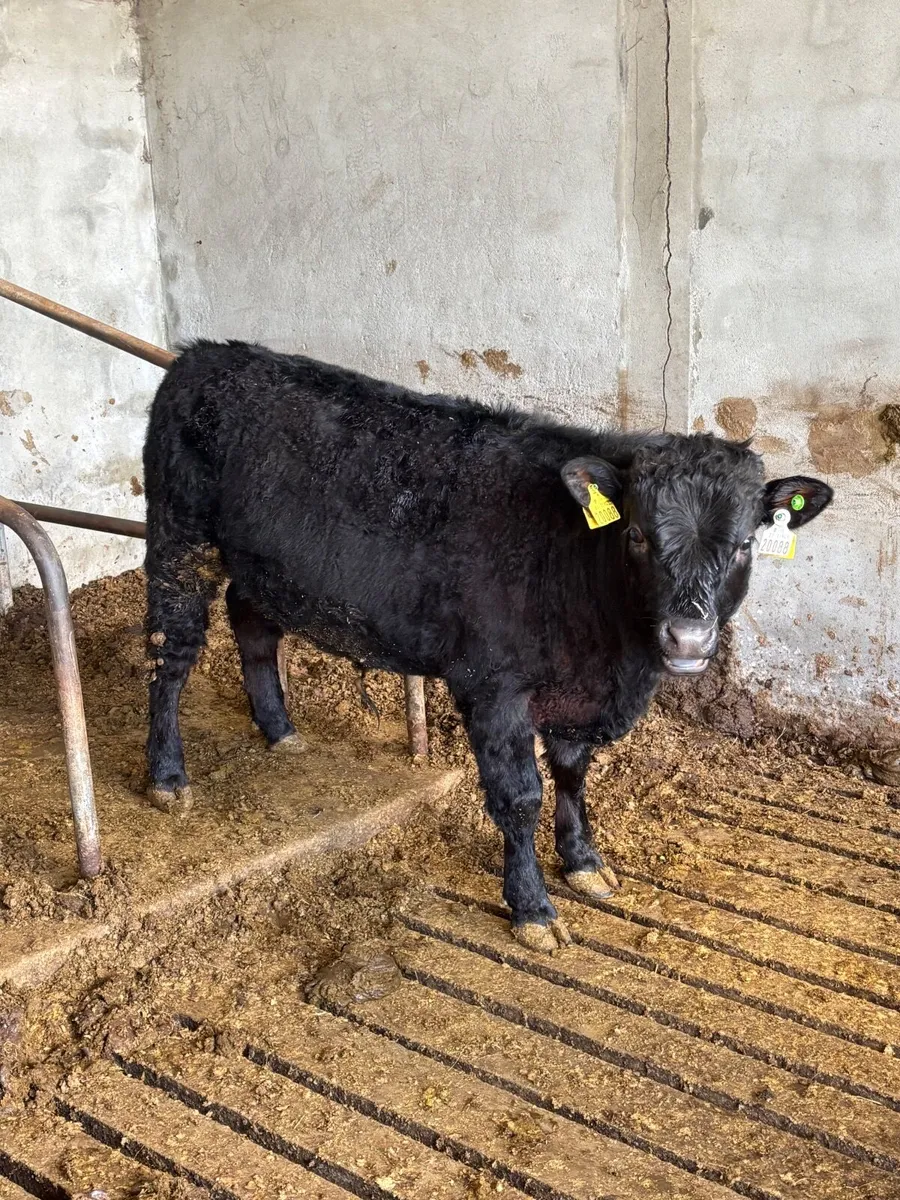 Dexter bullock - Image 2