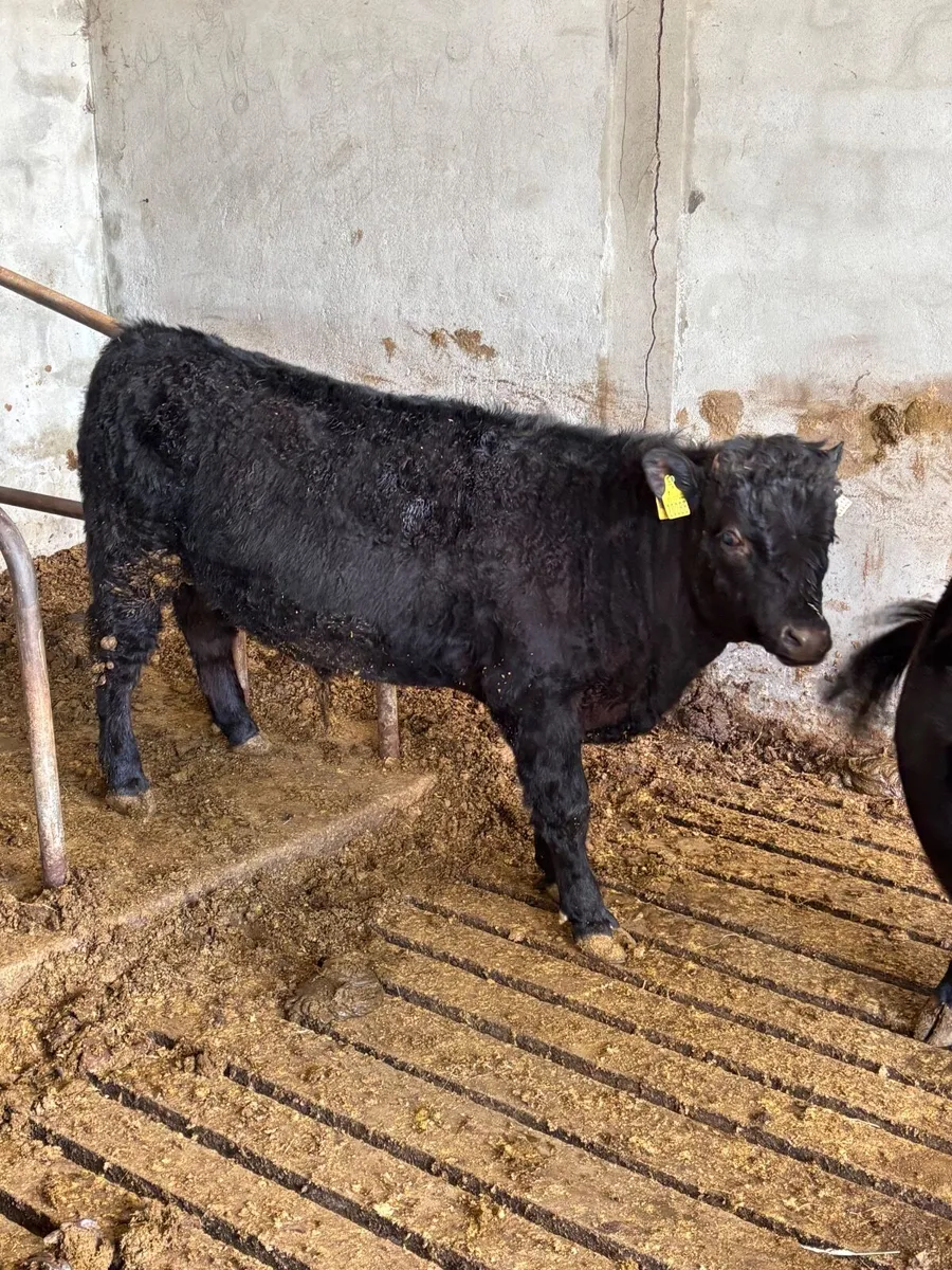 Dexter bullock - Image 3