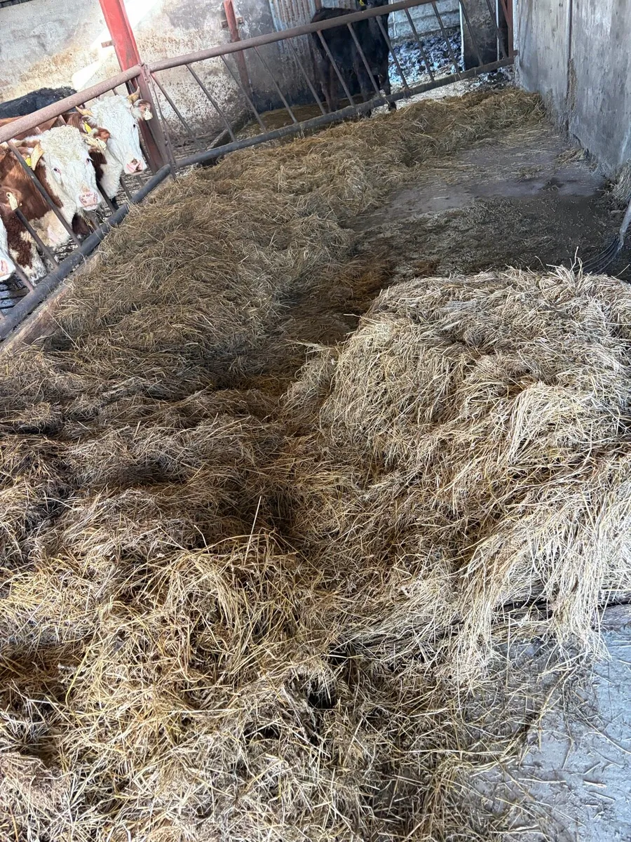 Silage - Image 3