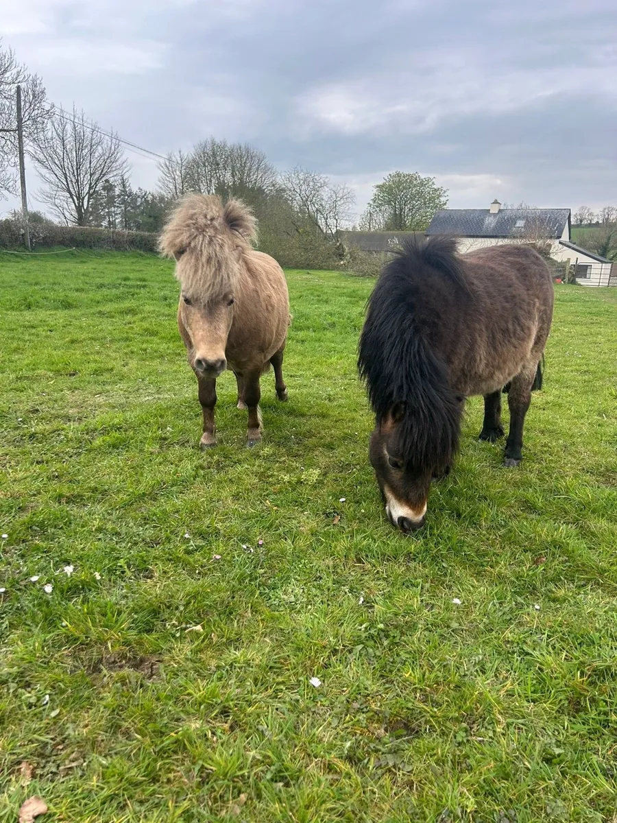 2 Falabella Colts - Image 1