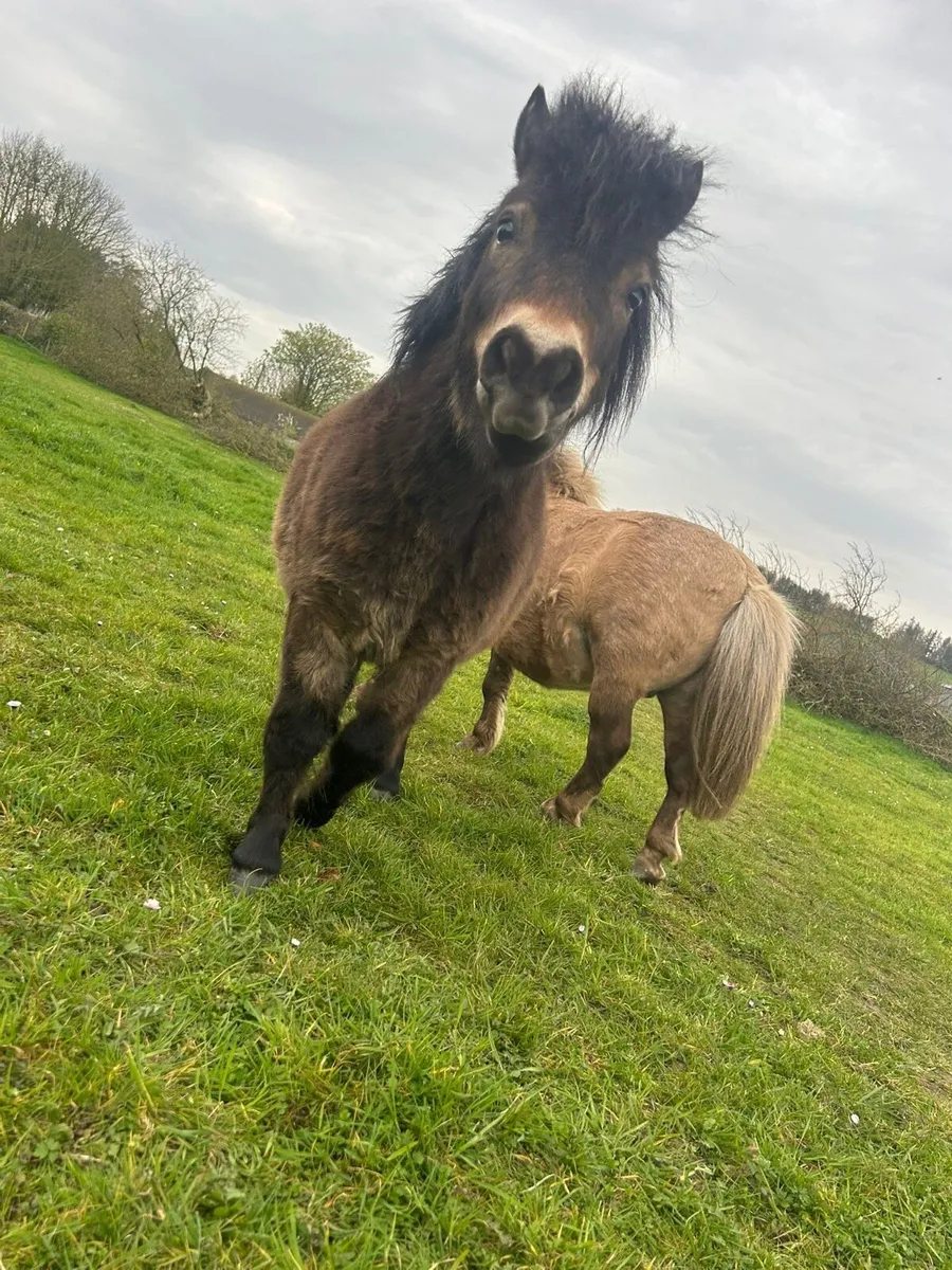 2 Falabella Colts - Image 3