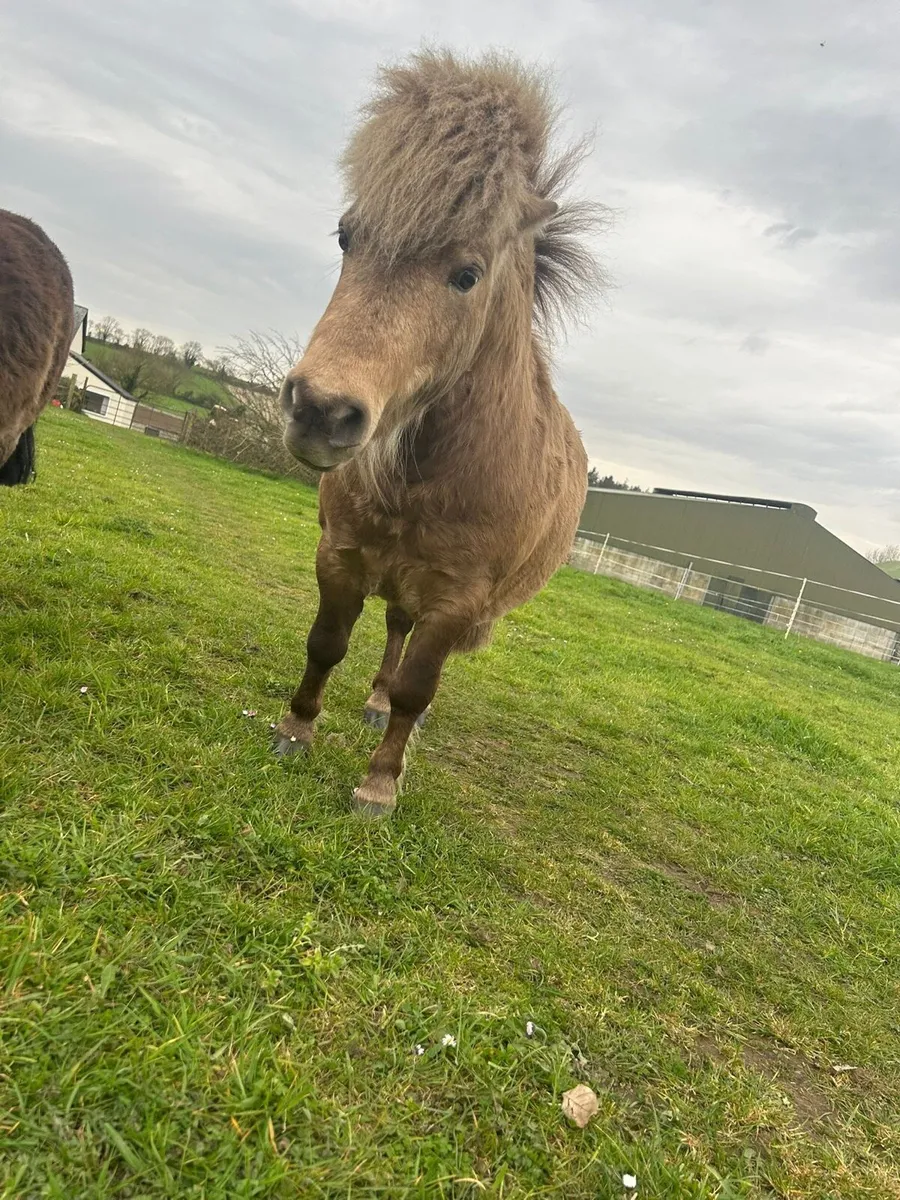 2 Falabella Colts - Image 2