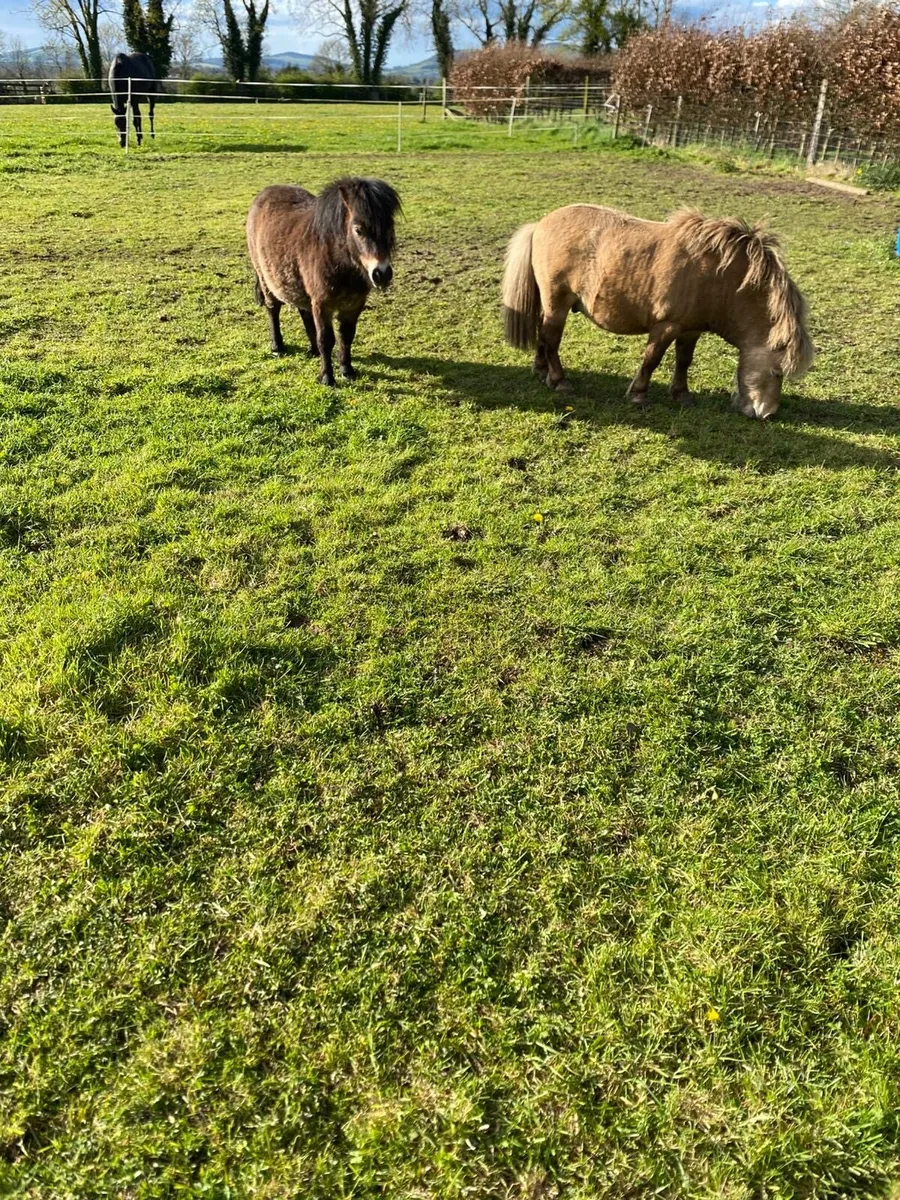 2 Falabella Colts - Image 4