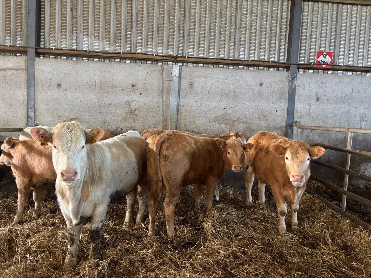 8 super 350 kg orange charlaois store heifers - Image 1