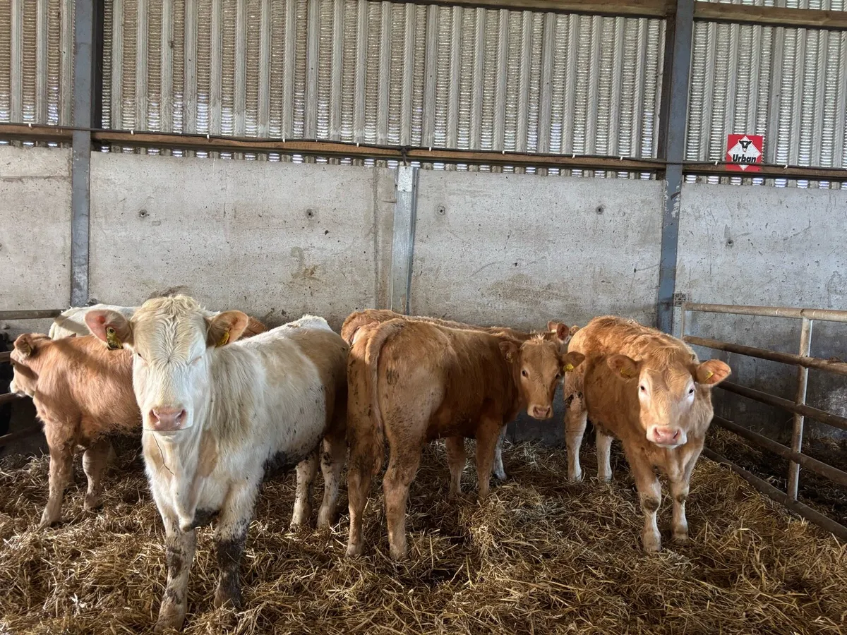 8 super 350 kg orange charlaois store heifers - Image 2