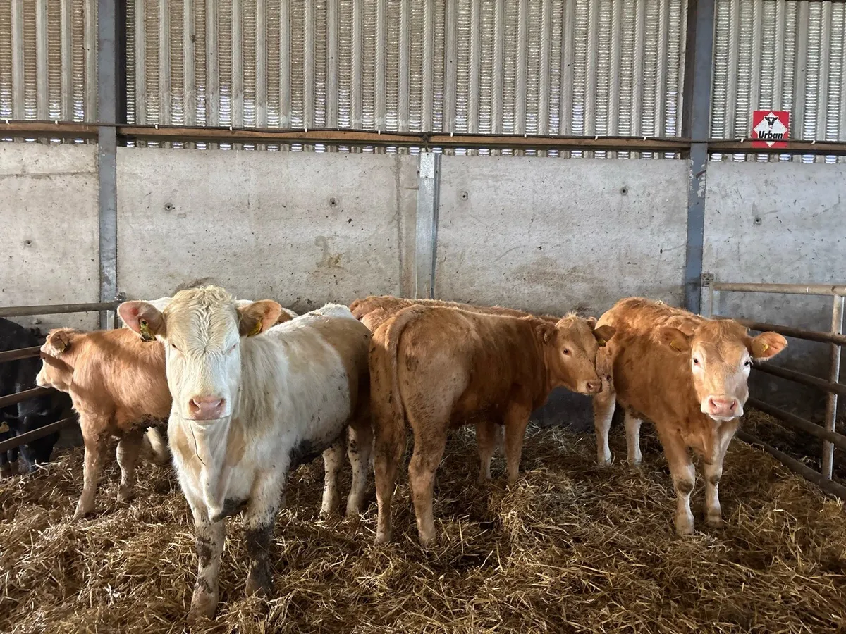 8 super 350 kg orange charlaois store heifers - Image 3