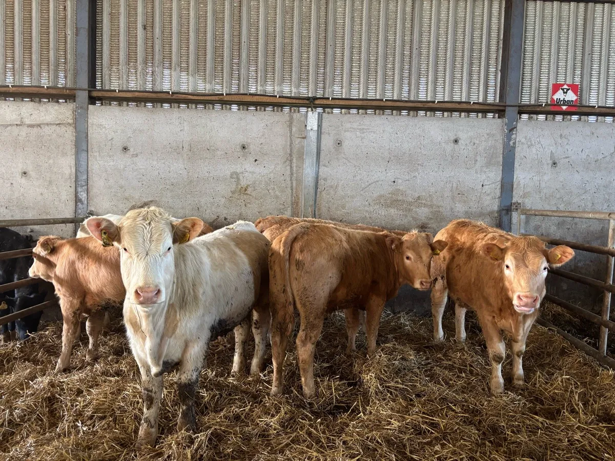 8 super 350 kg orange charlaois store heifers - Image 4