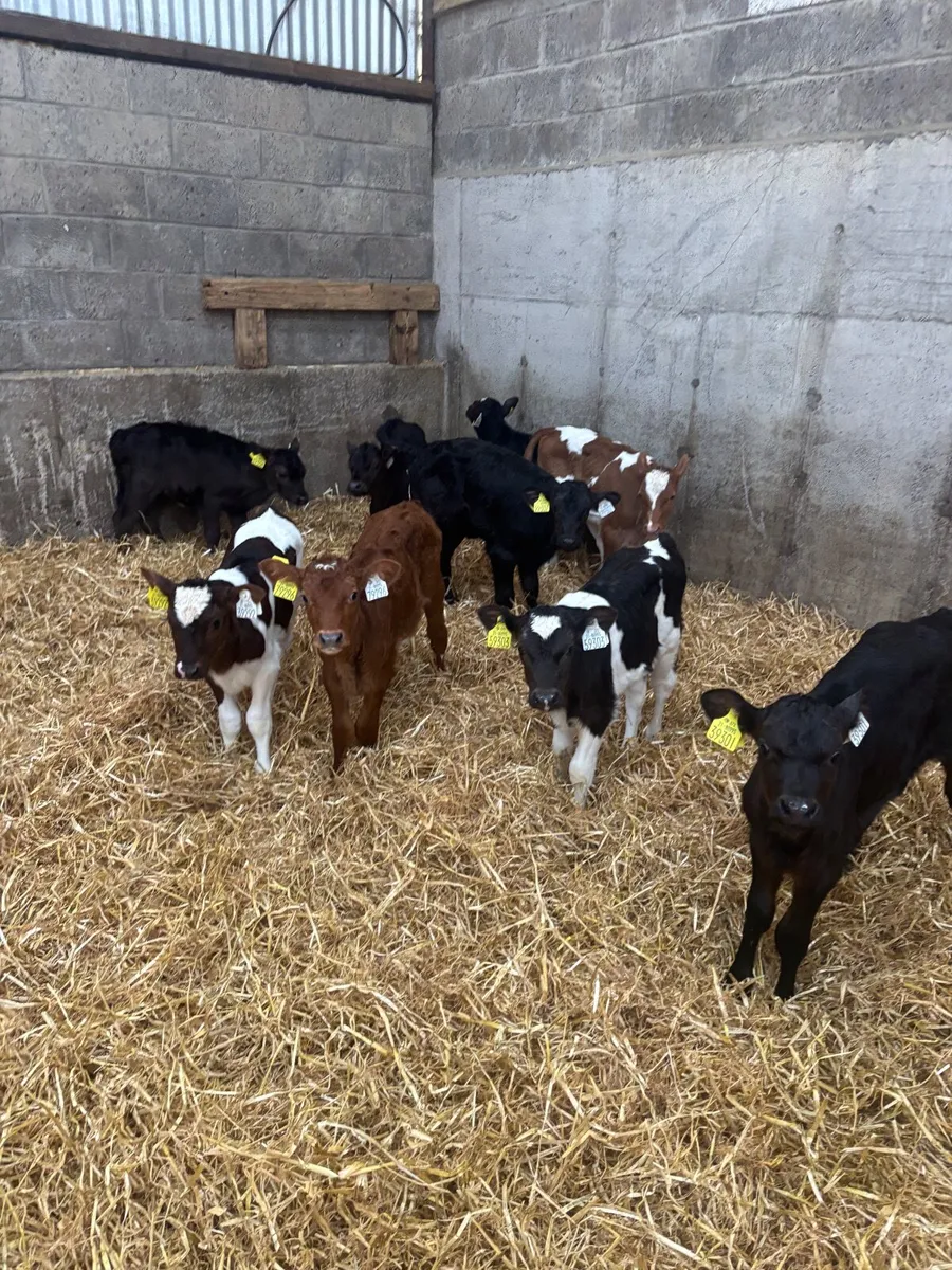Friesian X Heifer Calves for sale - Image 1