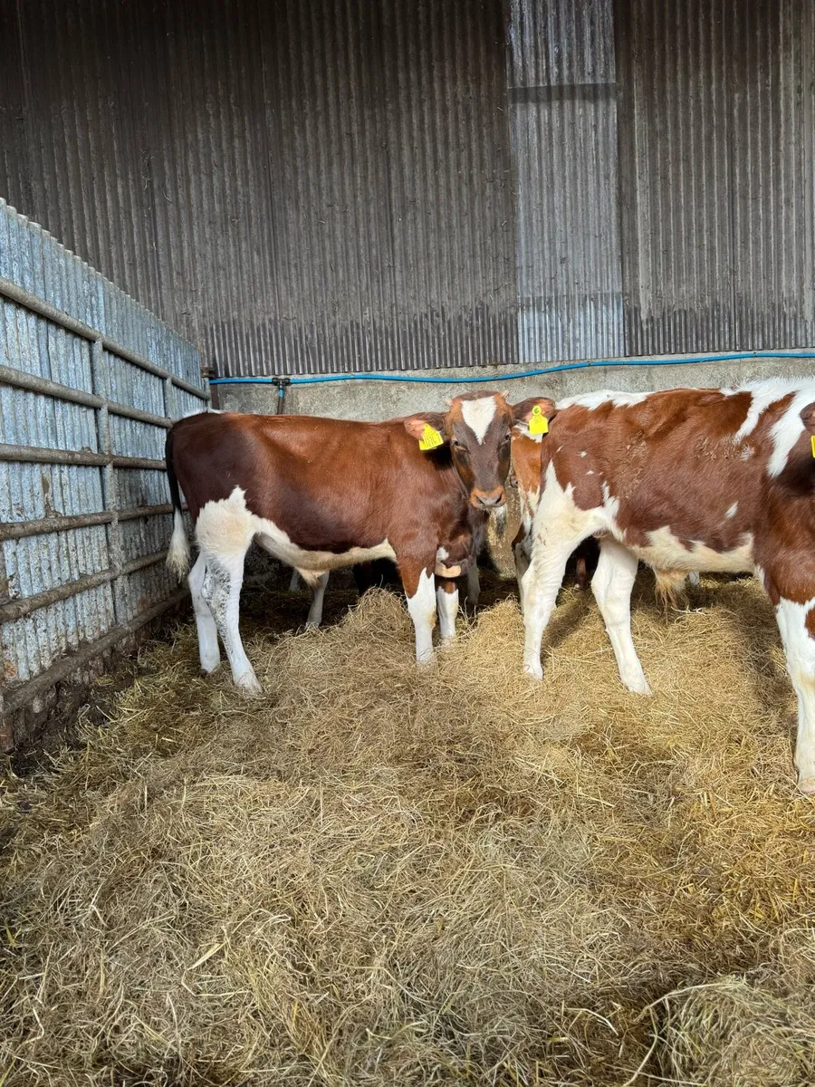 Calves - Image 1