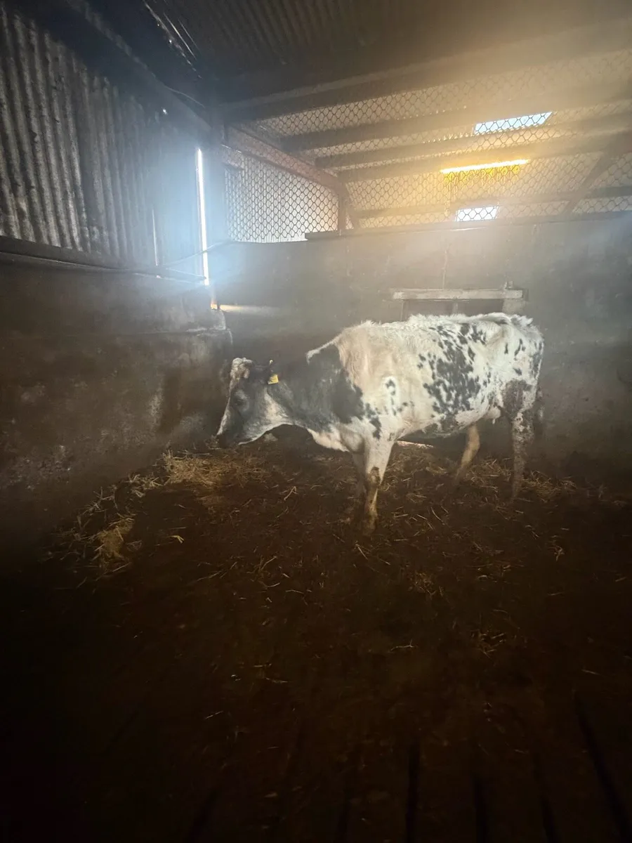 Foster cow - Image 1