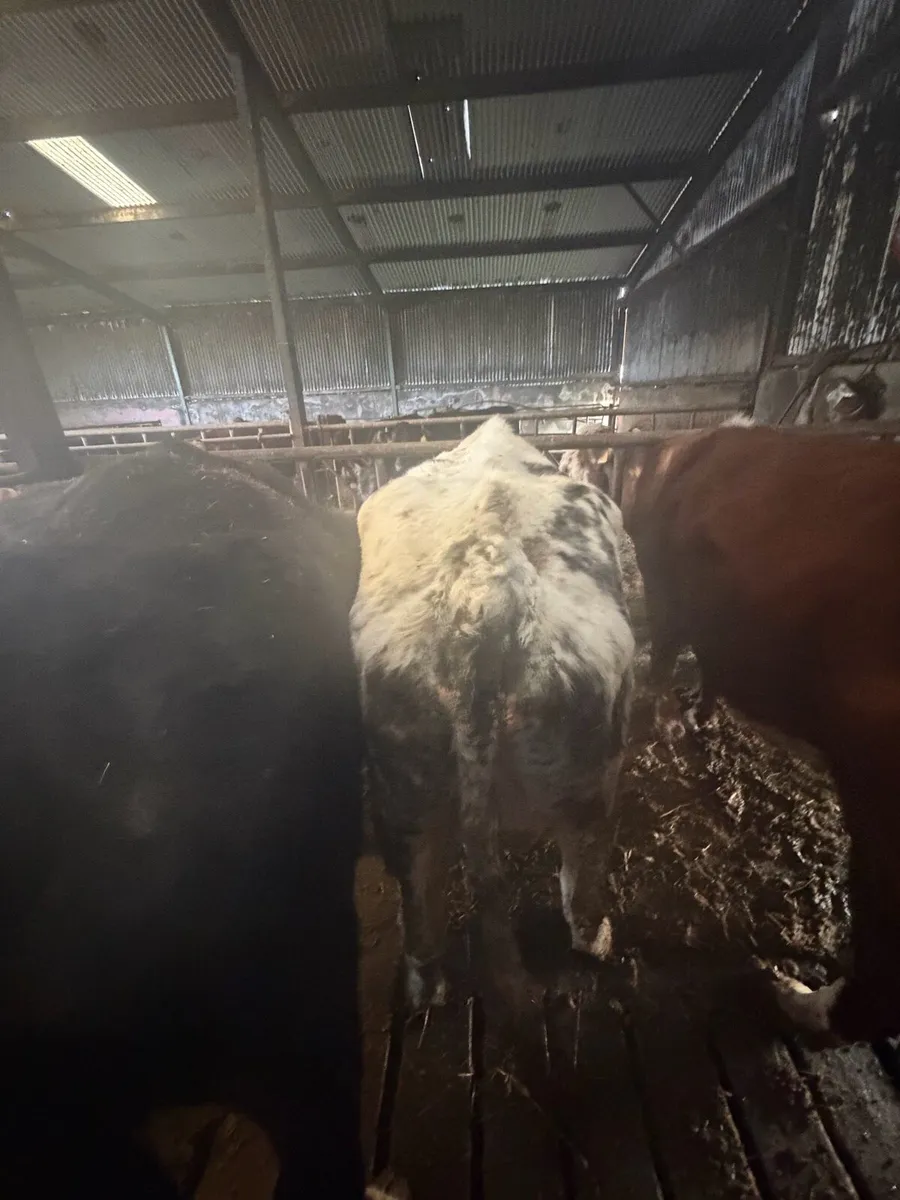 Foster cow - Image 3