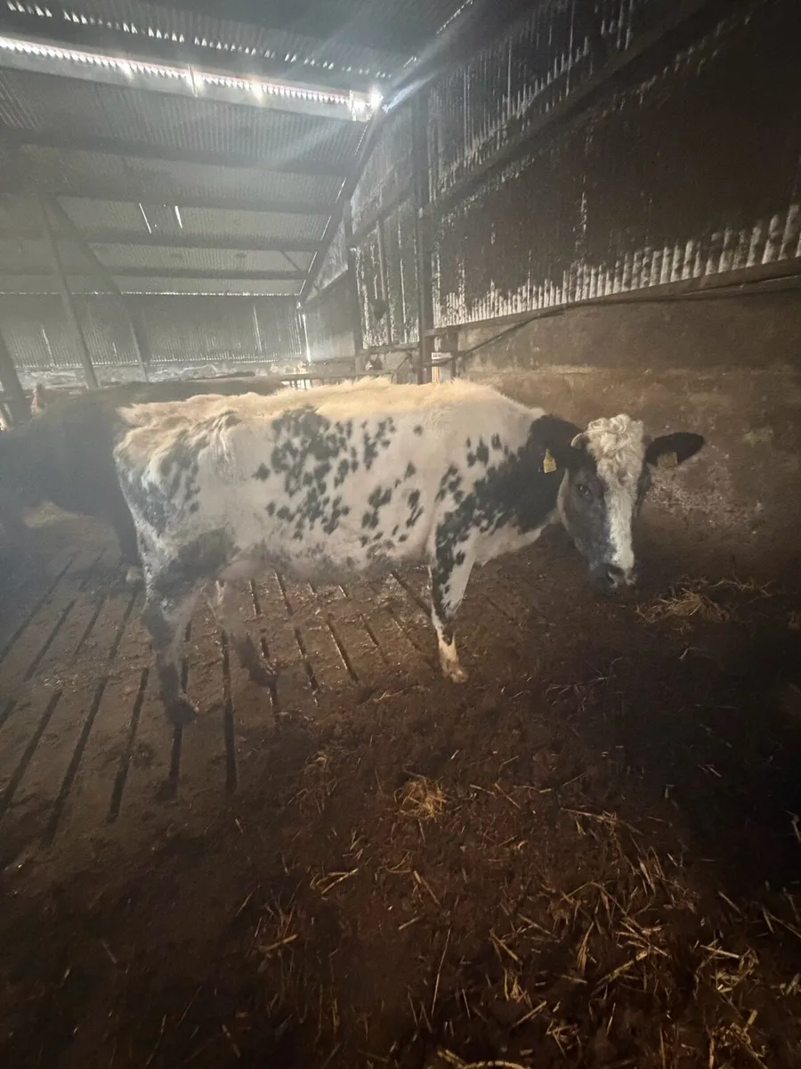 Foster cow - Image 2