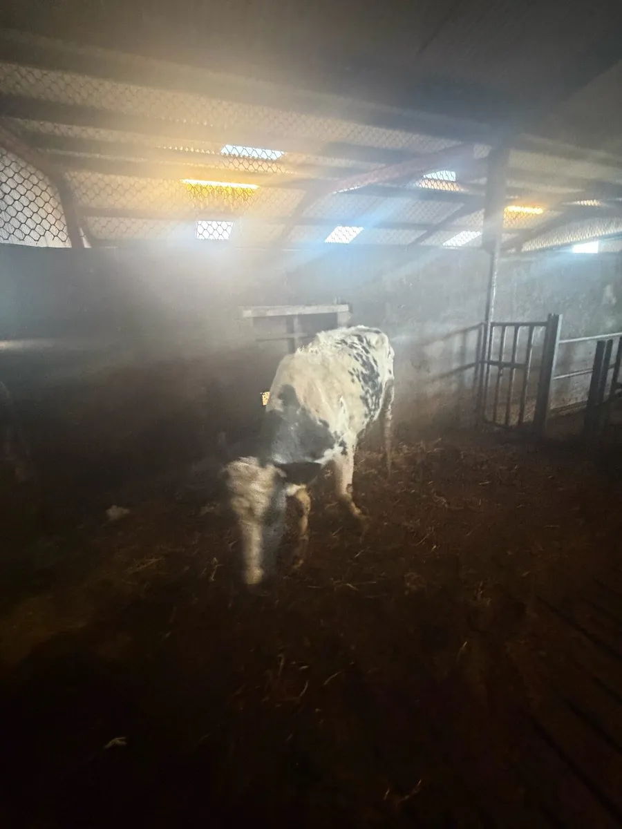 Foster cow - Image 4